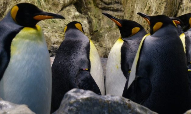 Amazon: Cloud-Linux AL2022 veröffentlicht, zweijährliche Releases versprochen