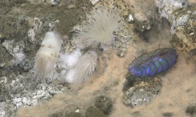 Neue heiße Quellen mit neuen Tierarten im Pazifik aufgespürt