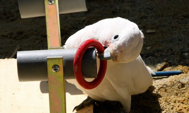 Geschichten aus der Werkzeugkiste der Kakadus