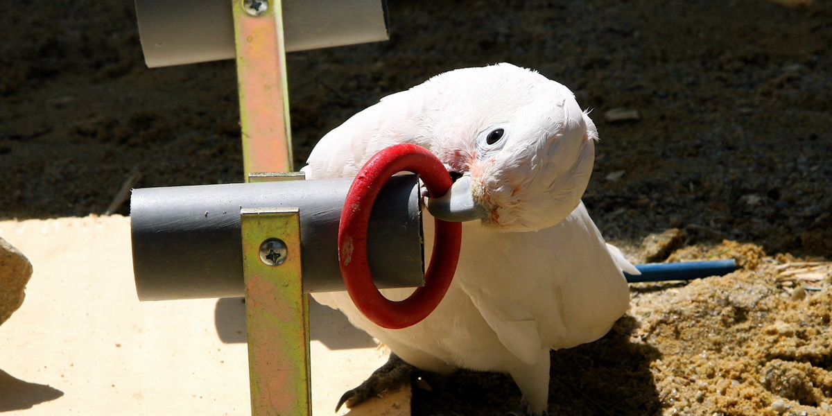 Geschichten aus der Werkzeugkiste der Kakadus
