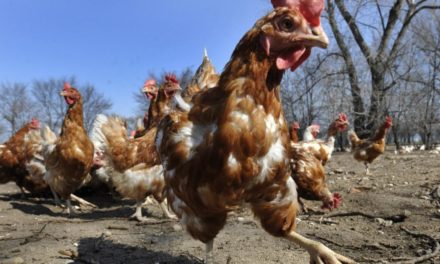 Geflügelpest in NÖ nachgewiesen: Keine Gefahr für Menschen