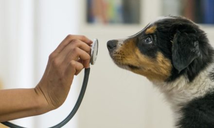 Doktor Hund: Was die Vierbeiner im Gesundheitswesen leisten