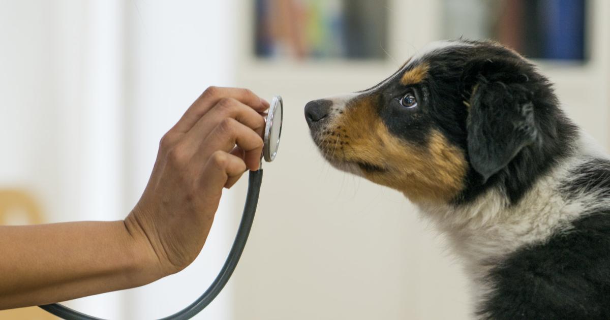 Doktor Hund: Was die Vierbeiner im Gesundheitswesen leisten