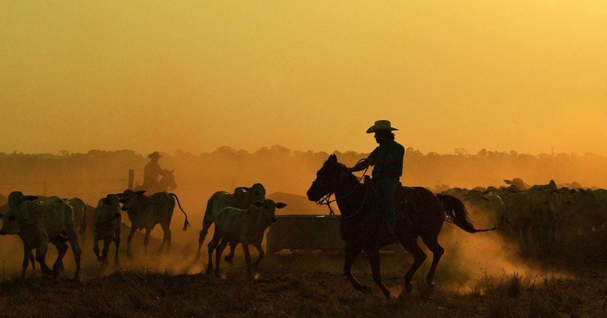 Neus Futter: Kühe sollen klimaschonender rülpsen