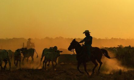 Neues Futter: Kühe sollen klimaschonender rülpsen