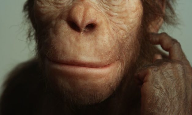 Neue Funde untermauern aufrechten Gang bei menschlichem Verwandten