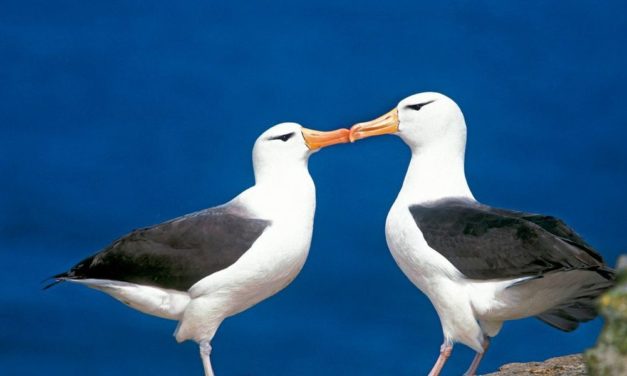 Immer mehr Beziehungen scheitern bei Albatrossen am Klimawandel