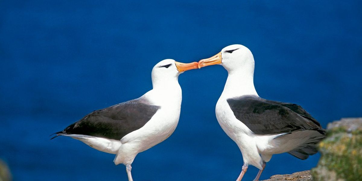 Immer mehr Beziehungen scheitern bei Albatrossen am Klimawandel