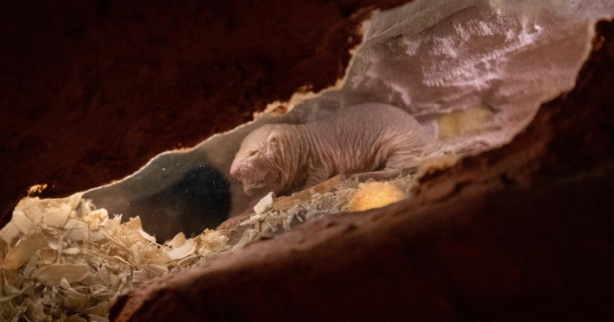 Wie uns Tiere gesund und glücklich machen