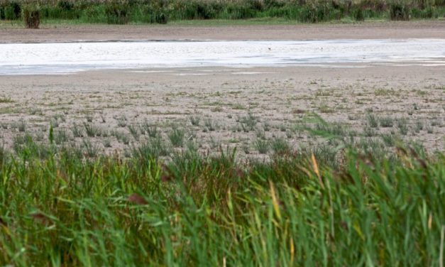 Die Ampel für Artenvielfalt in Österreich steht auf Rot