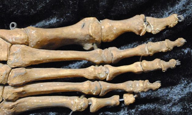 Evolution: Die große Zehe stand unter größerem Druck