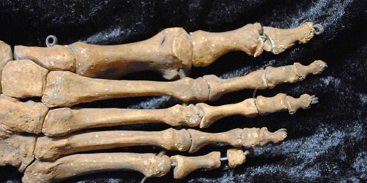 Evolution: Die große Zehe stand unter größerem Druck