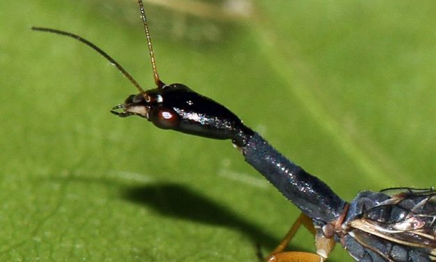 Insekt des Jahres 2022 ist ein Relikt der Dinosaurierzeit