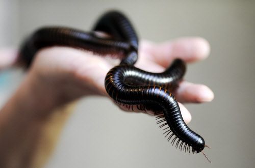 Tausendfüßer liefern durch natürliche Abwehr neue Ideen für Antibiotika