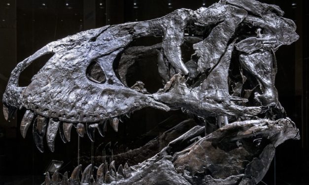 Tyrannosaurus rex „Tristan Otto“ litt vermutlich an Zahnschmerzen