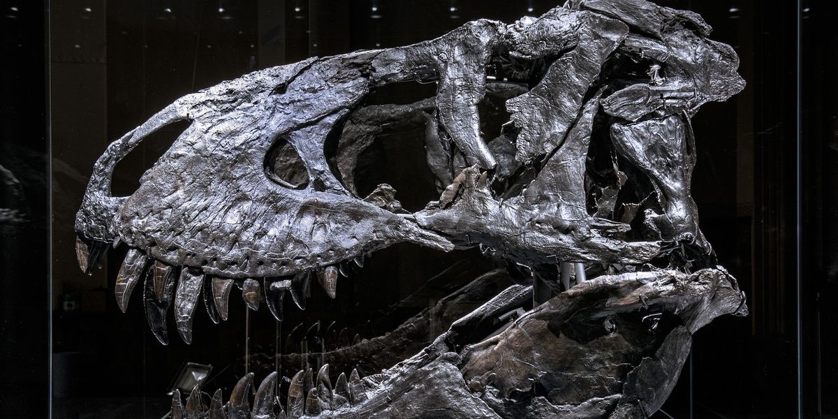 Tyrannosaurus rex „Tristan Otto“ litt vermutlich an Zahnschmerzen