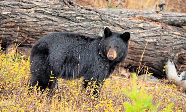 Millionen Jahre alte Spuren stammen von einem Vormenschen, nicht von einem Bären
