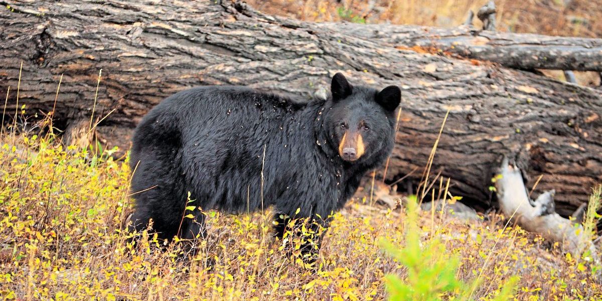 Millionen Jahre alte Spuren stammen von einem Vormenschen, nicht von einem Bären