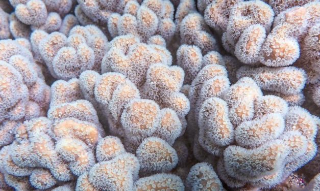 Korallen filtern Mikroplastik aus dem Meer