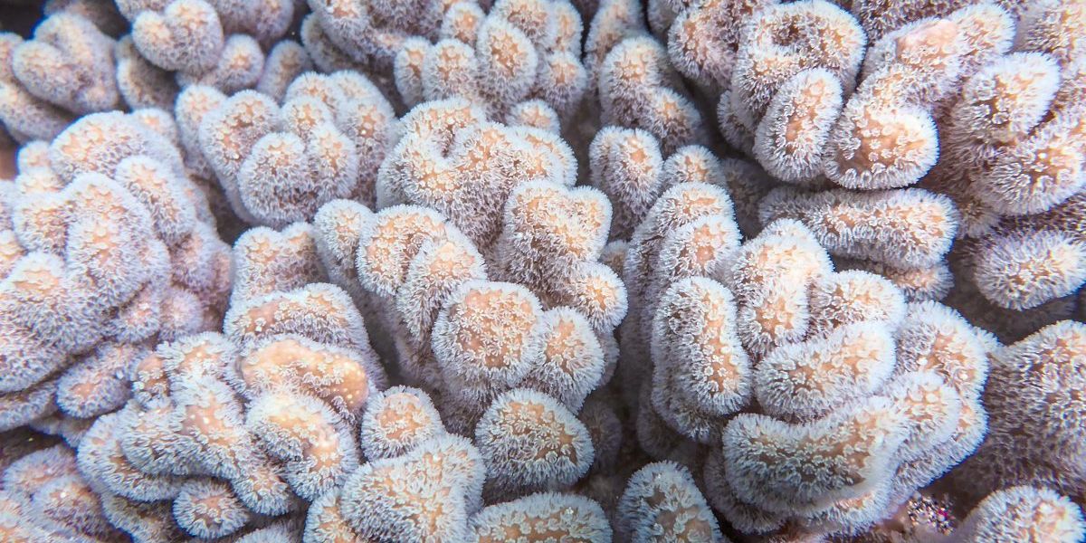 Korallen filtern Mikroplastik aus dem Meer