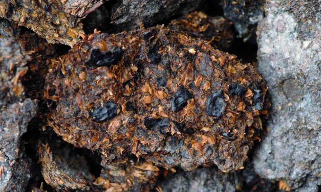 Was die Menschen vor 2.700 Jahren gegessen haben