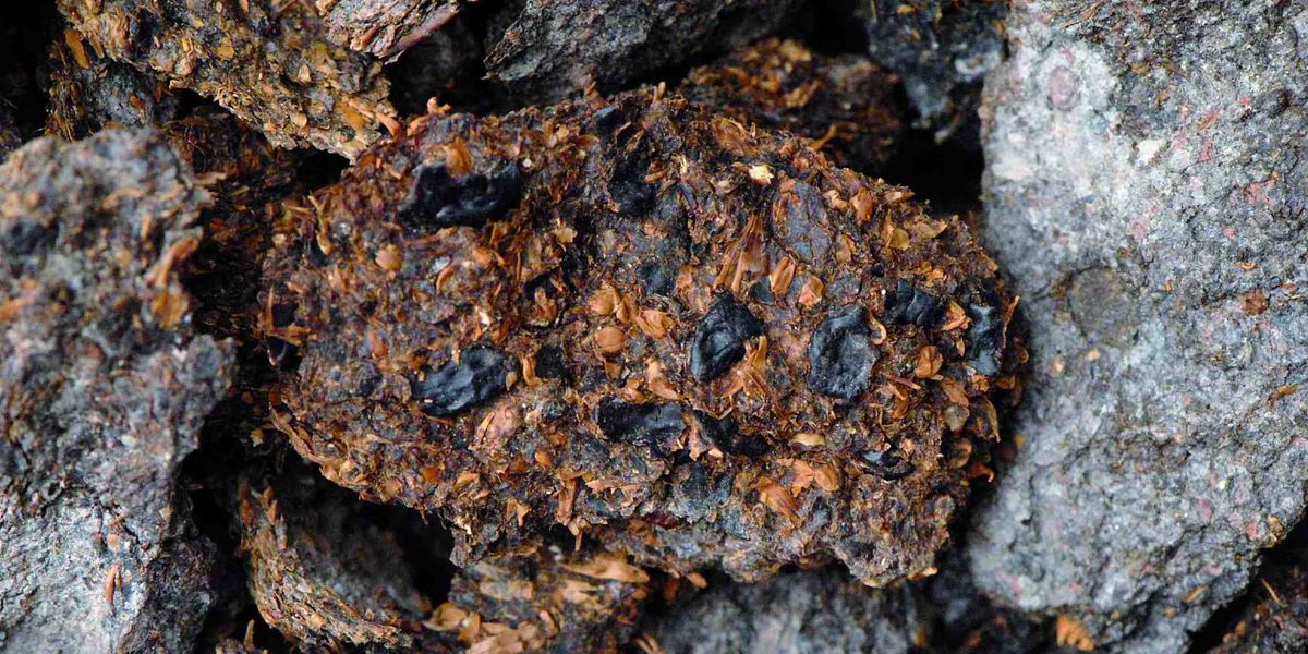 Was die Menschen vor 2.700 Jahren gegessen haben