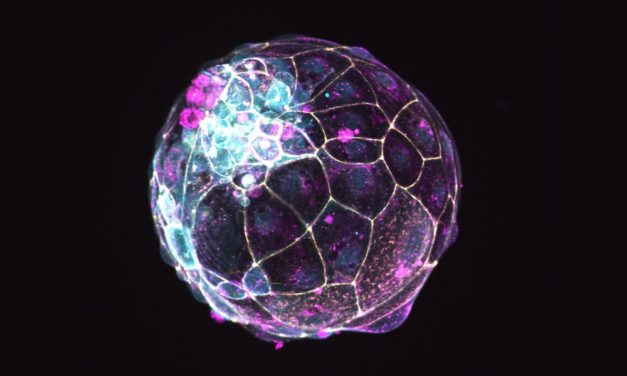 Wiener Modell liefert neue Informationen zur Einnistung von Embryos