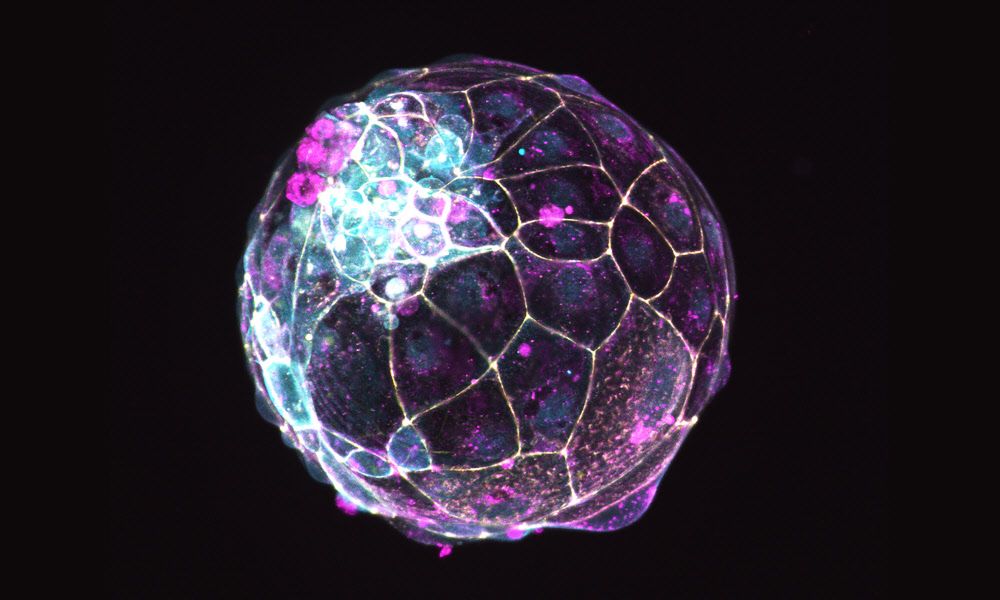 Wiener Modell liefert neue Informationen zur Einnistung von Embryos