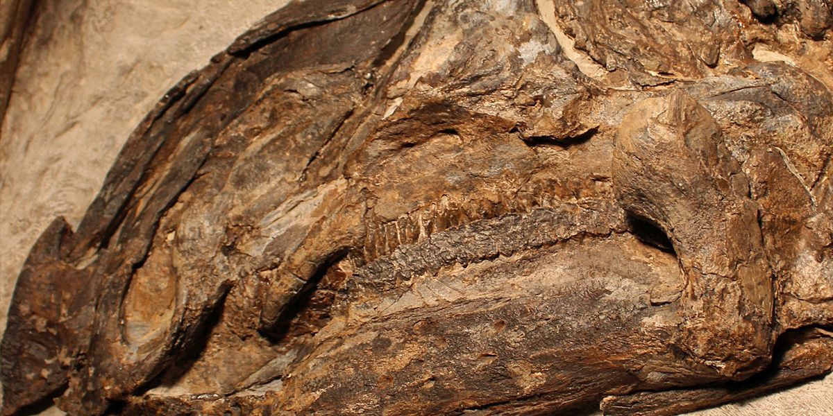 Fossilien von mehrere Dinosauriern bei Triest entdeckt