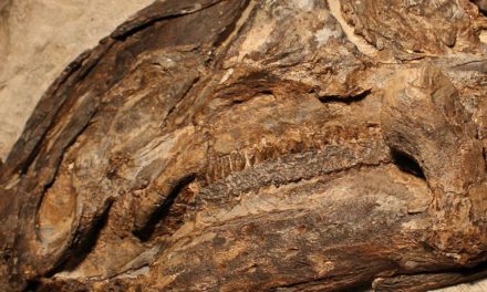 Fossilien von mehreren Dinosauriern bei Triest entdeckt