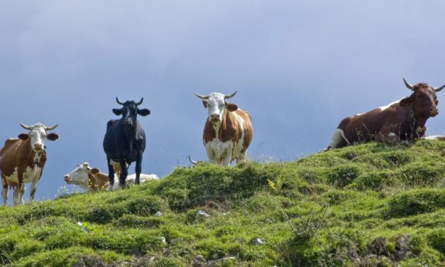 Mehr Bio in Österreich:  Das EU-Ziel ist bereits erreicht