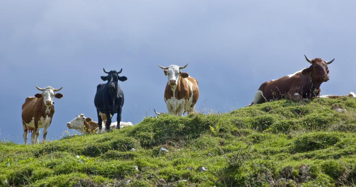 Mehr Bio in Österreich:  Das EU-Ziel ist bereits erreicht
