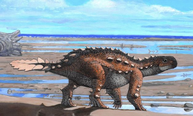 Dinosaurier mit bizarrer Schwanzwaffe entdeckt