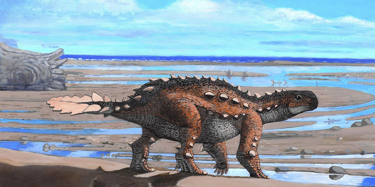 Dinosaurier mit bizarrer Schwanzwaffe entdeckt