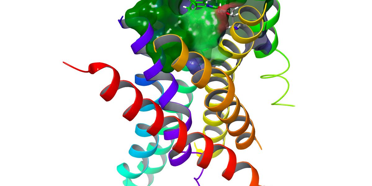 Bitter-Geschmacksrezeptoren können Krebs hemmen