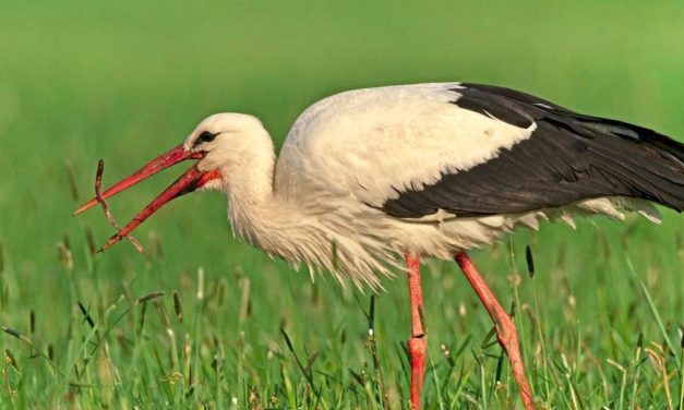 Was Zugvögel auf Trab hält und zu helleren Federkleidern tendieren lässt