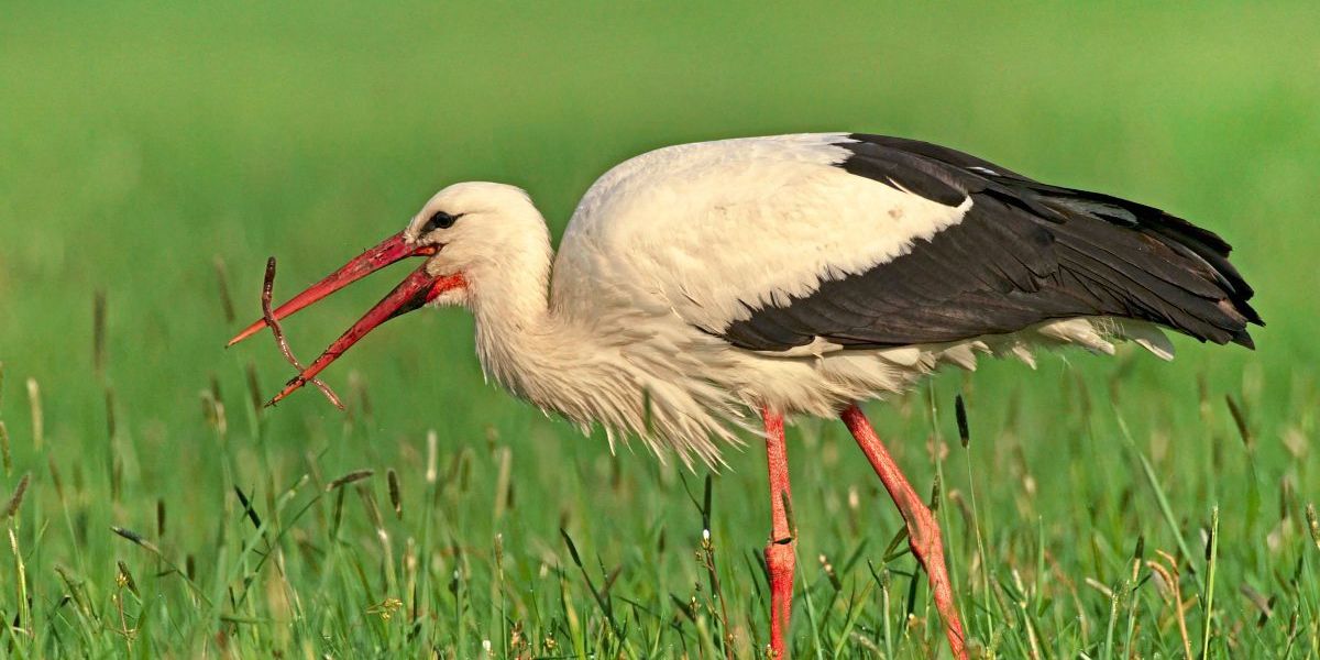 Was Zugvögel auf Trab hält und zu helleren Federkleidern tendieren lässt