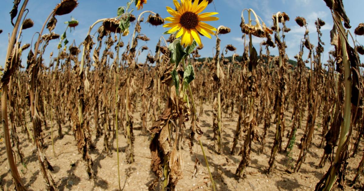 Lebensmittel: Der Kampf  um die neue Gentechnik