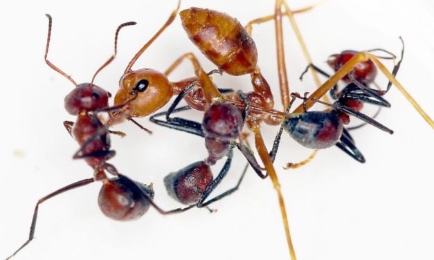 Forschung mit Autismus: „Die Freude, Haare an einem Ameisenbein zu zählen“