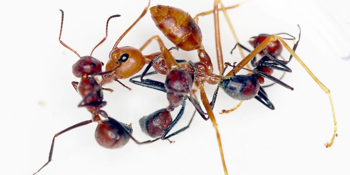 Forschung mit Autismus: „Die Freude, Haare an einem Ameisenbein zu zählen“