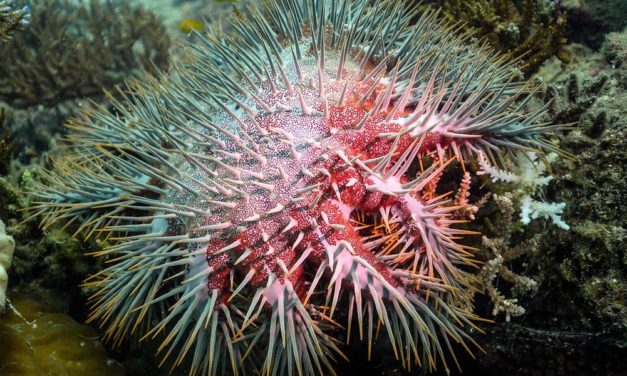 Den Feinden der stacheligen Fressmaschine auf der Spur