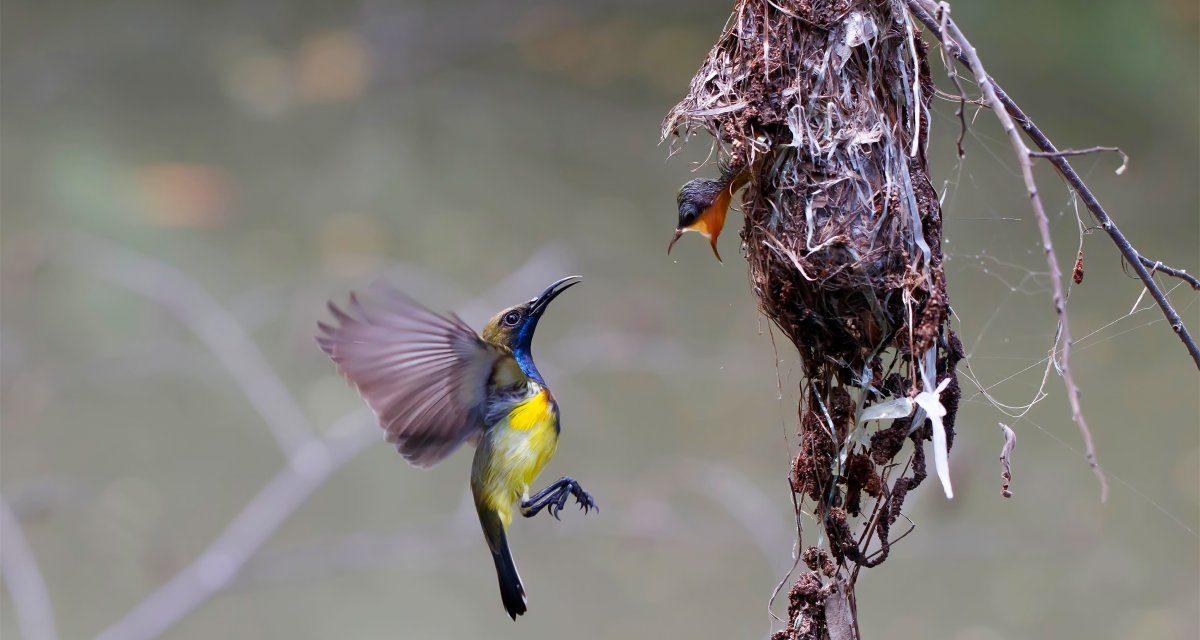 Cross-Plattform: Flutter 2.8 und Dart 2.15 liefern mehr Leistung für Mobile Apps