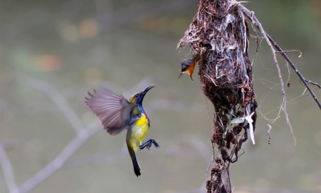 Cross-Plattform: Flutter 2.8 und Dart 2.15 liefern mehr Leistung für Mobile Apps