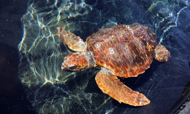 Portugal schafft Europas größte Meeresschutzzone