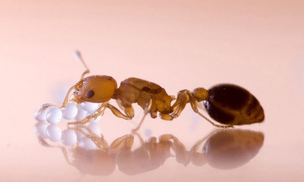 Weniger Nachkommen bei Ameisen durch Herbizide und Neonicotinoide