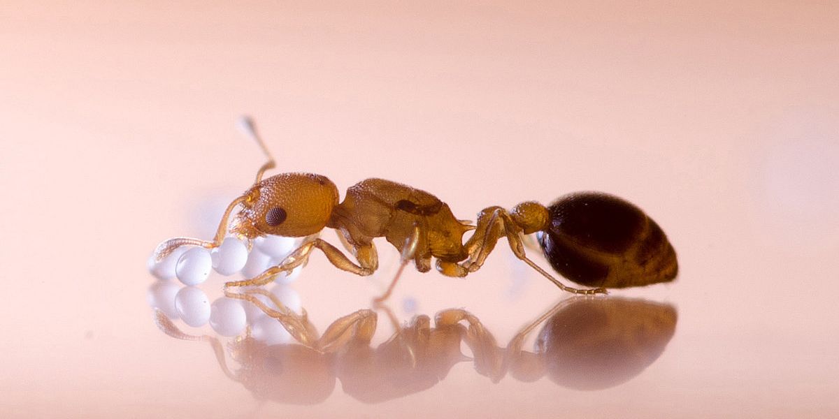 Weniger Nachkommen bei Ameisen durch Herbizide und Neonicotinoide