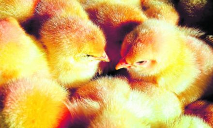 Tierschutz: Neue Regeln für männliche Küken im Hühnerstall