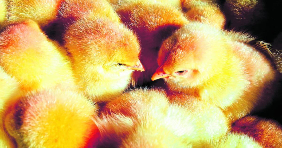 Tierschutz: Neue Regeln für männliche Küken im Hühnerstall