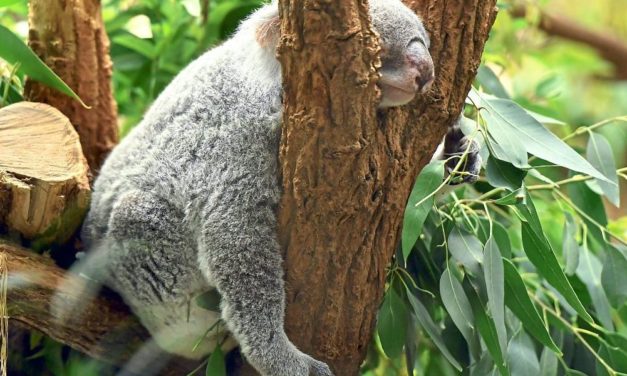 Kolonialisierung und Artenrückgang sorgen für gleichartige Pflanzenwelten