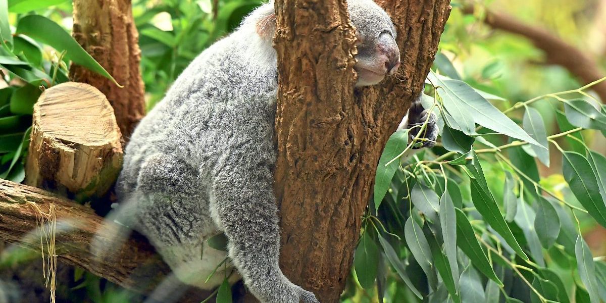 Kolonialisierung und Artenrückgang sorgen für gleichartige Pflanzenwelten